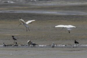 Ecuador activa protocolo de vigilancia de gripe aviar en el recinto El Morro