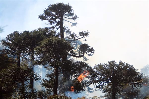 Chile mantiene la alerta roja por ocho incendios forestales en la zona central