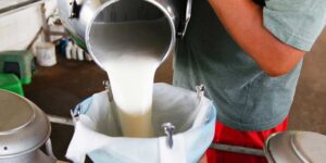 Proliferación de leche adulterada perjudica la salud de los ciudadanos y golpea económicamente a los pequeños productores
