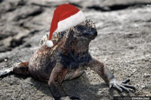 Navidad en Galápagos