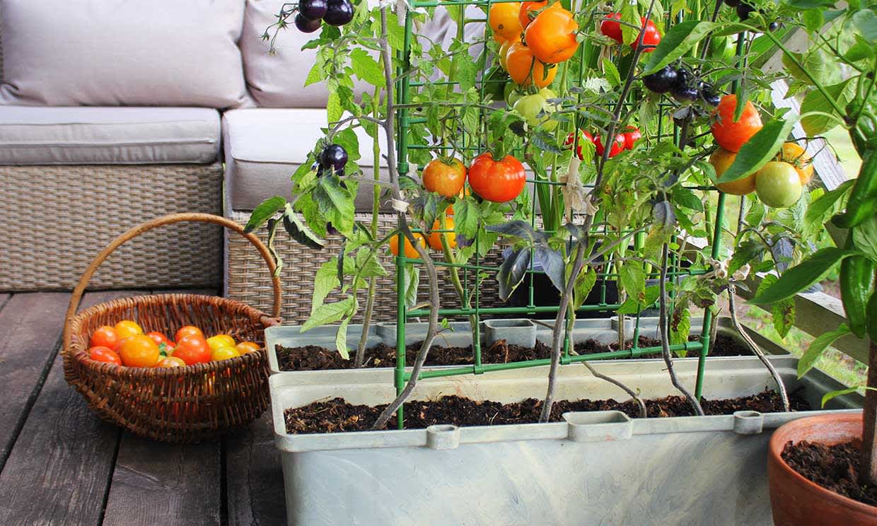 Cómo empezar un jardín en casa: Consejos sencillos para un jardín bonito