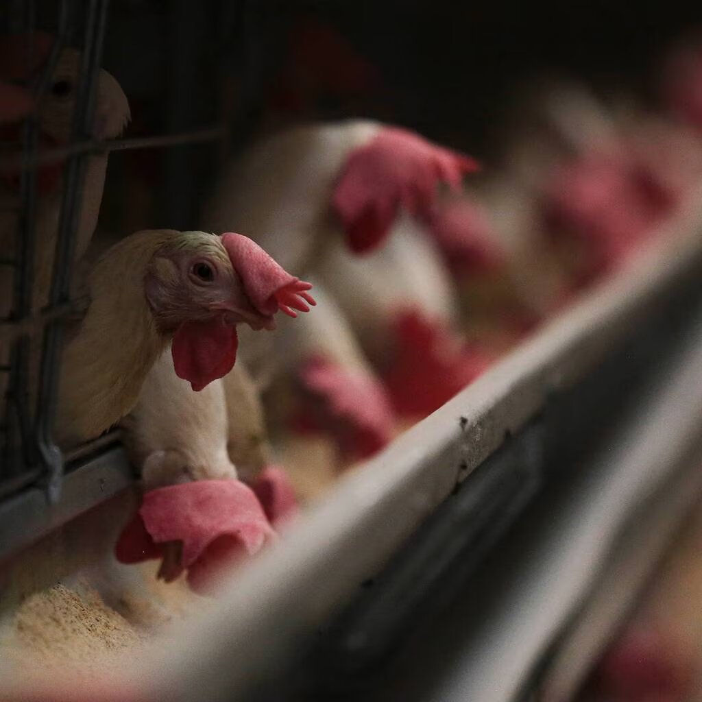 Miles de aves se sacrifican en  Tungurahua por la influenza aviar
