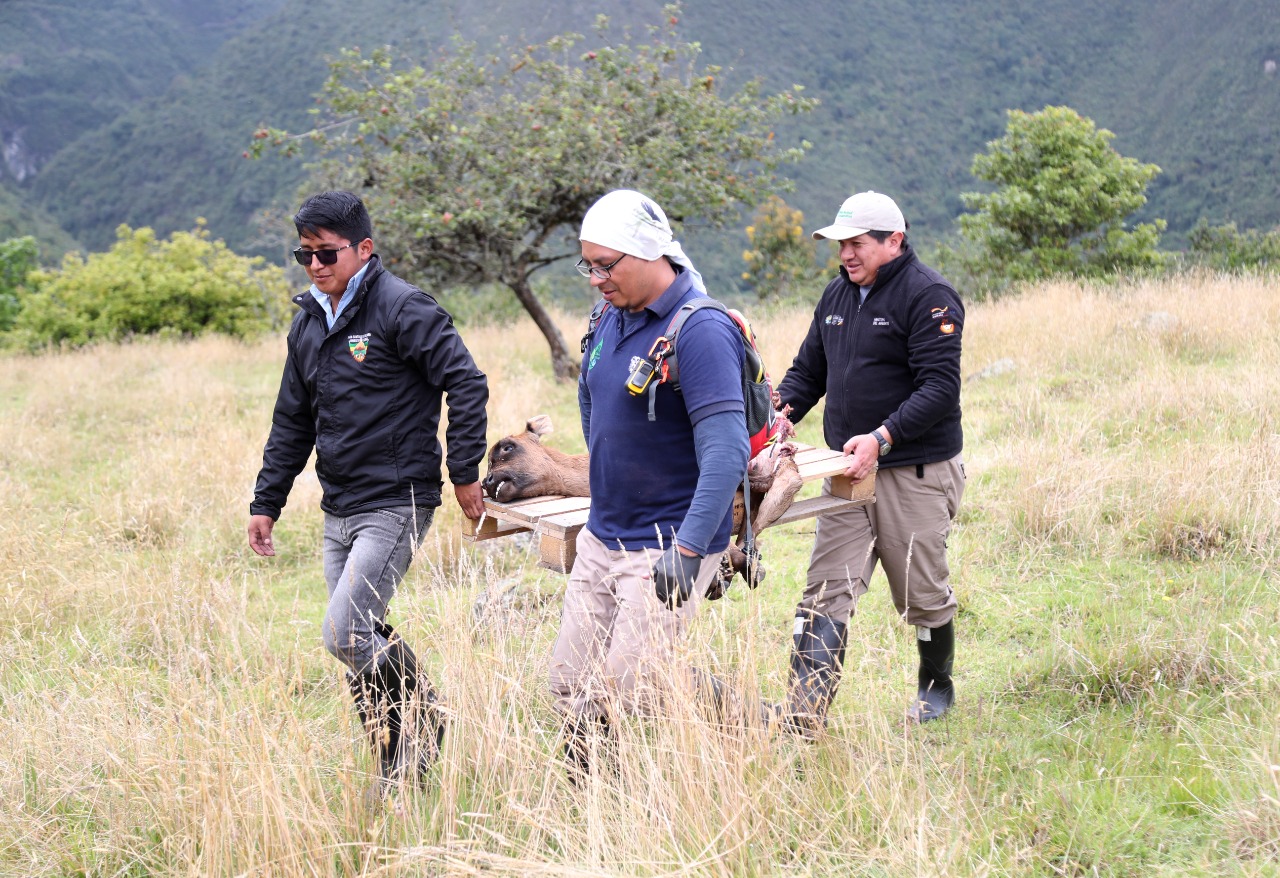 Nuevo ataque de osos andinos en Píllaro