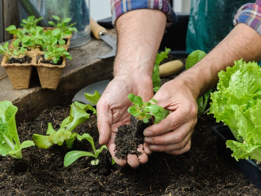 Cómo empezar un jardín en casa: Consejos sencillos para un jardín bonito