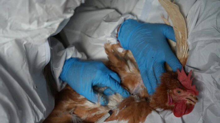 Los primeros casos de influenza aviar en el país fueron detectados en aves de Cotopaxi.