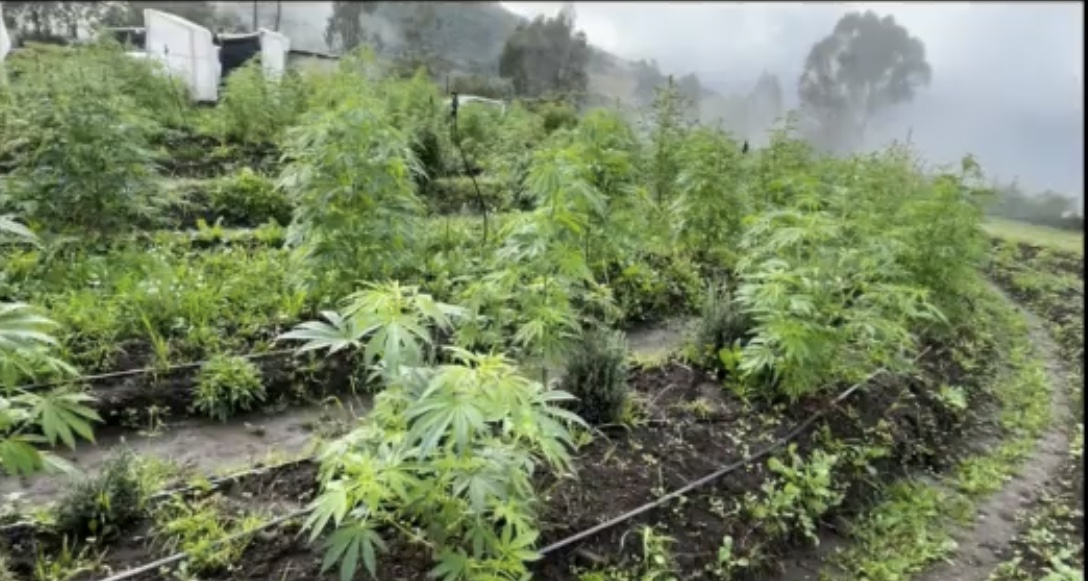 Cinco detenidos por cultivar más de una tonelada de marihuana en Urcuquí