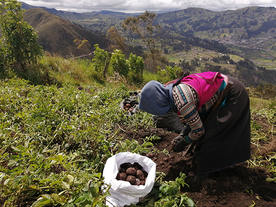 Agricultores de Tungurahua crean nuevos productos con valor agregado