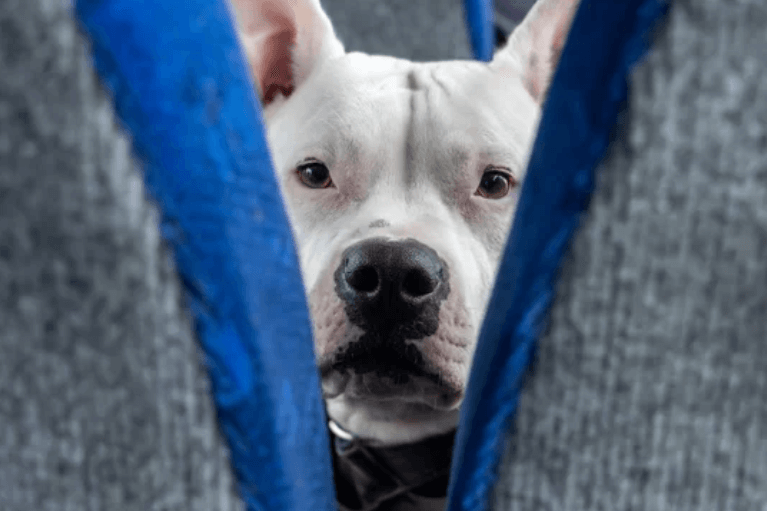 Listo el reglamento para que las mascotas viajen en buses