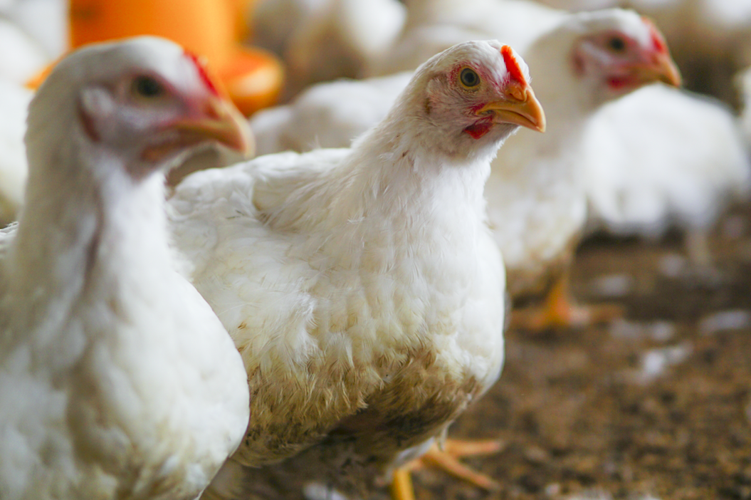 Se descarta influenza aviar en Tungurahua