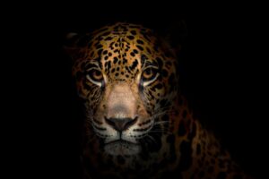 Revista Perspectivas presenta importantes hallazgos sobre el jaguar en los Andes