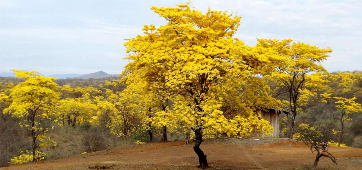 Parroquia Bolaspamba se viste de amarillo y espera turistas