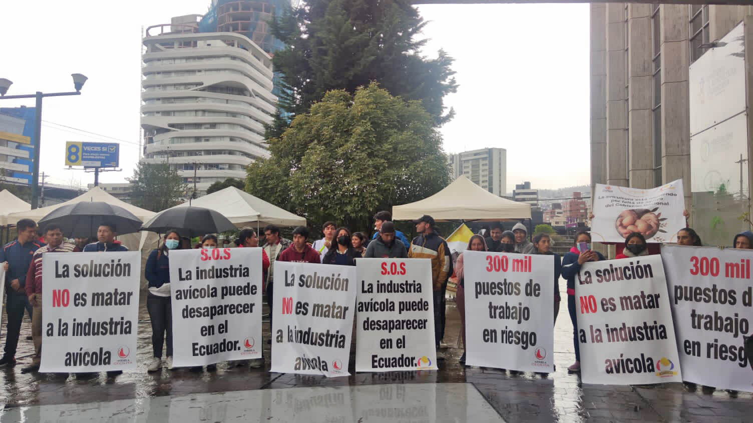 Tungurahua: los avicultores piden  acciones urgentes por influenza aviar