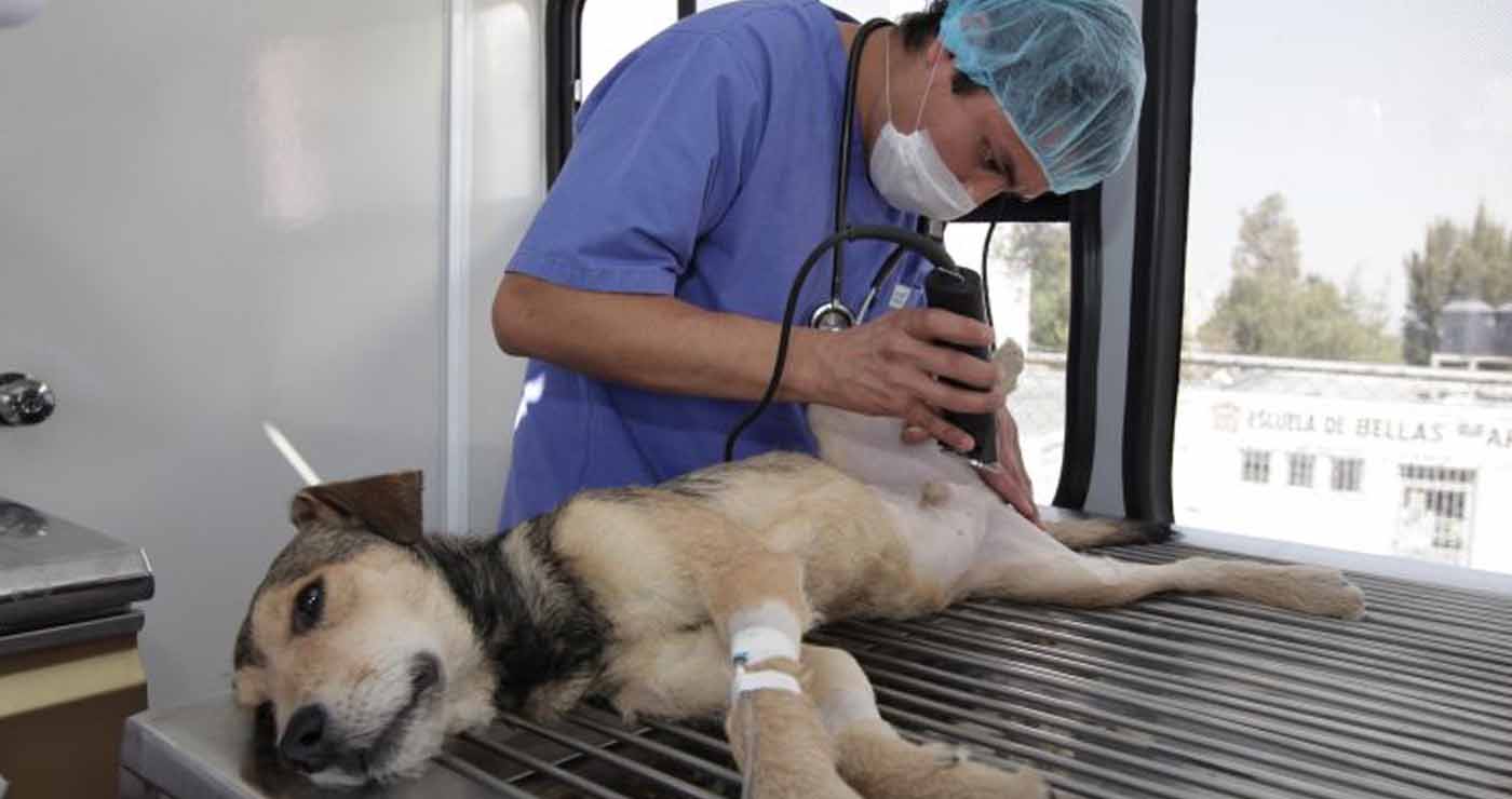 Campaña de esterilización gratuita  para perros inicia en Ambato