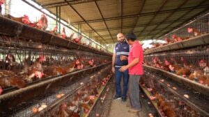 Dos nuevos casos de influenza aviar se detectaron en Cotopaxi y Bolívar