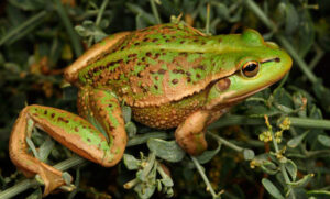 Descubren en Ecuador una rana y la nombran en honor al escritor del «Señor de los Anillos»