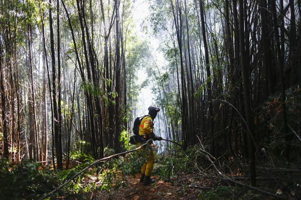 Chile estima que el 25% de los incendios de 2023 han sido intencionales