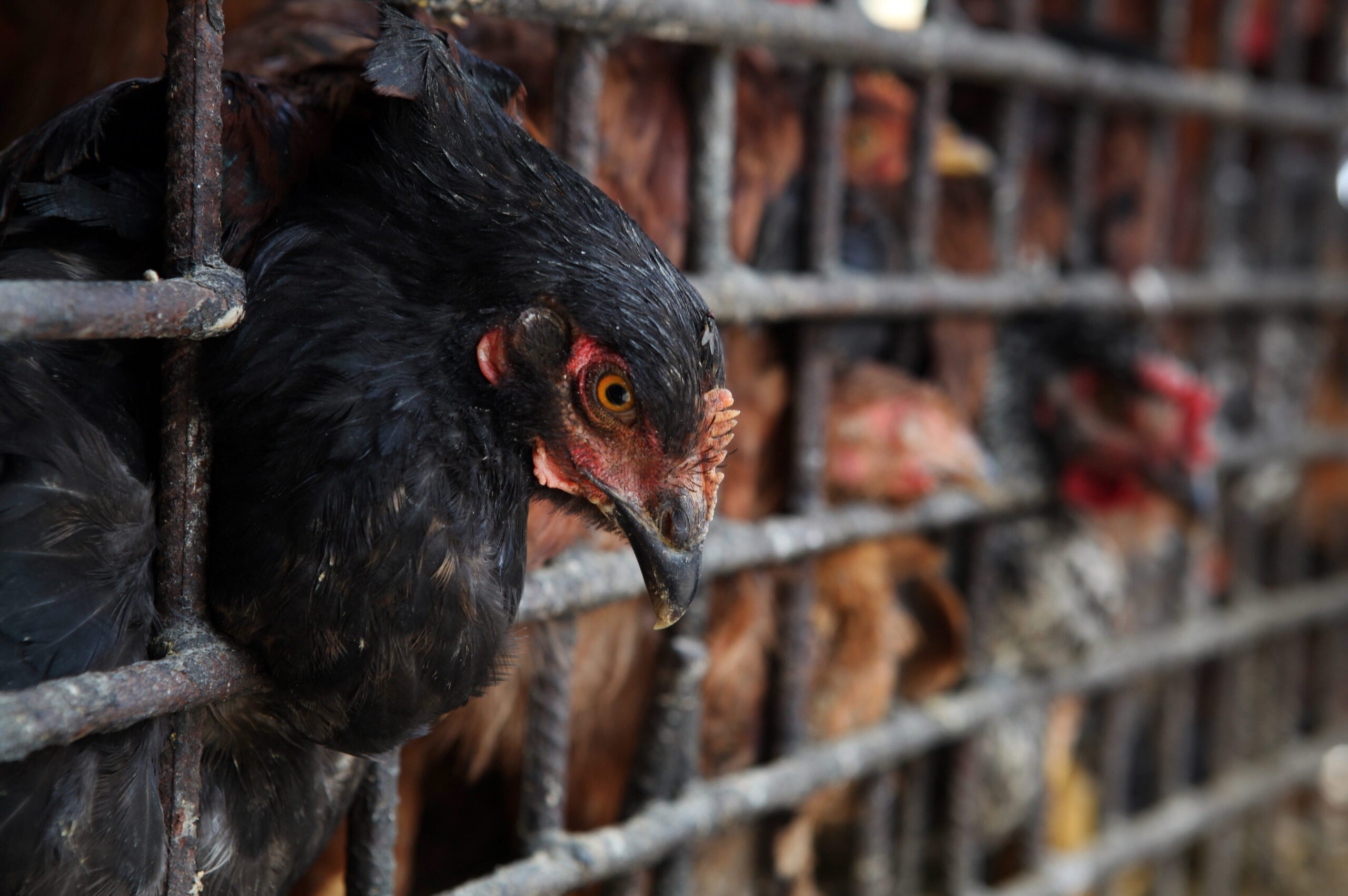 Riesgo. La gripe aviar puede afectar a la producción avícola.