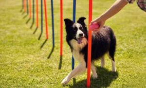 Pasarela canina este lunes en el parque del Deporte