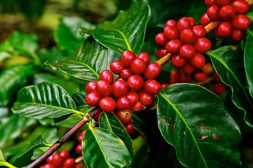 Entregan plantas de café a productores