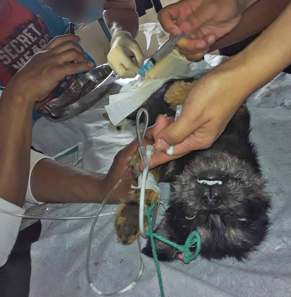 Animalistas denuncian mala práctica en campaña de esterilización en Cevallos