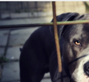Recién nacido murió tras ser atacado por un perro Pitbull