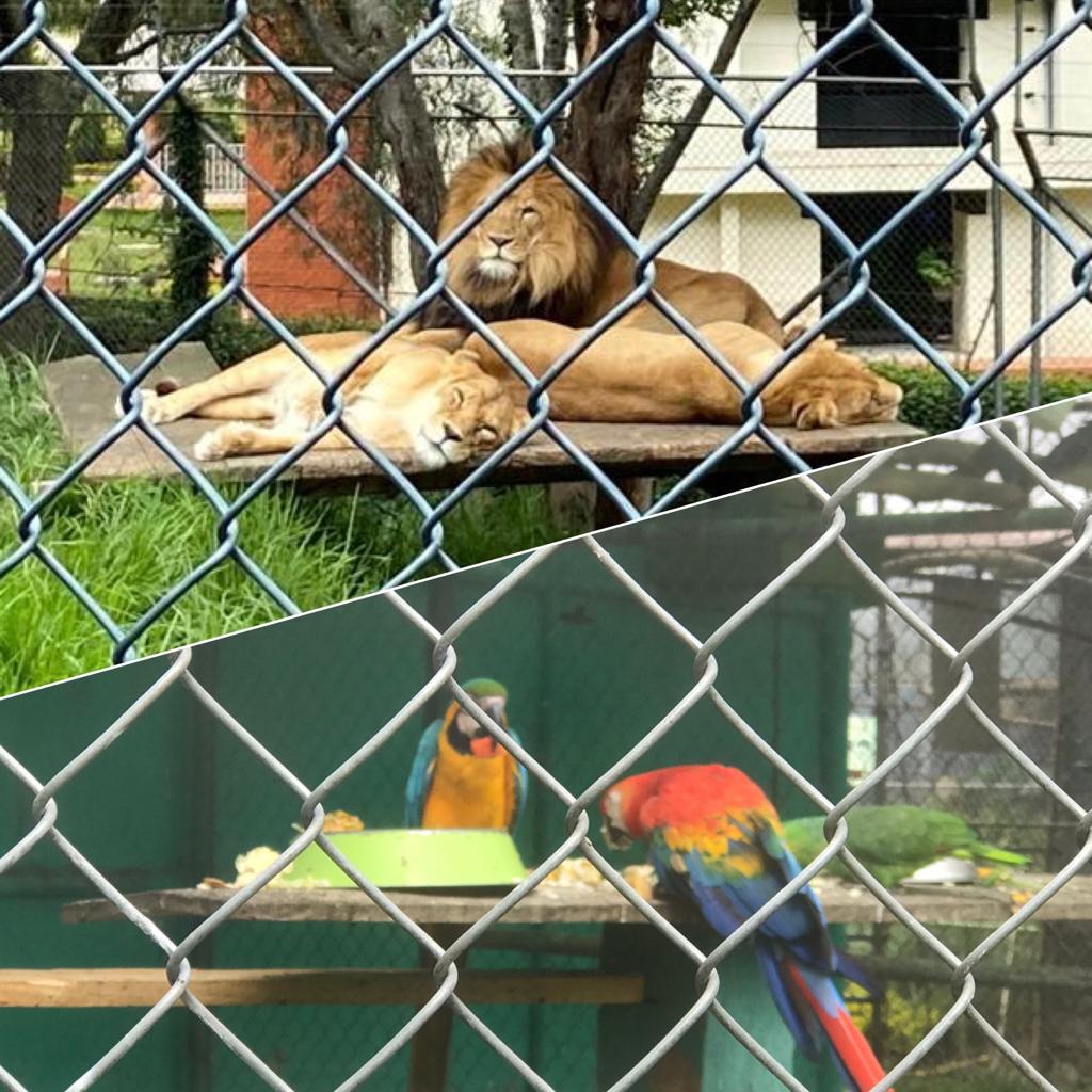 Zoológico de Loja con pocos animales, solo quedan los que son rescatados