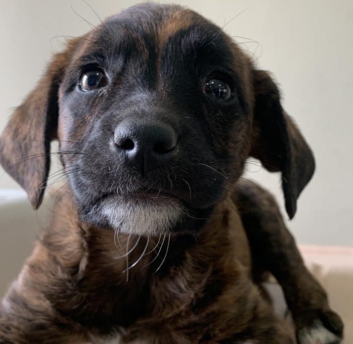 24 caninos serán parte del programa de adopción.