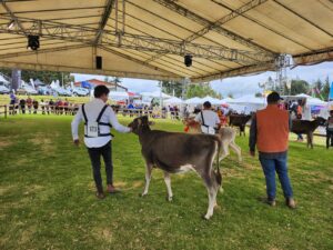 Feria agrícola y ganadera arranca en Ambato