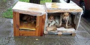 De publicidad electoral a casas de mascotas rescatadas