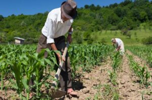 El ingreso de los trabajadores agrícolas es casi tres veces menor que el de trabajadores en la industria y servicios