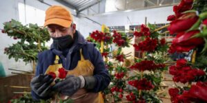 San Valentín movió más de $180 millones en exportaciones ecuatorianas de flores