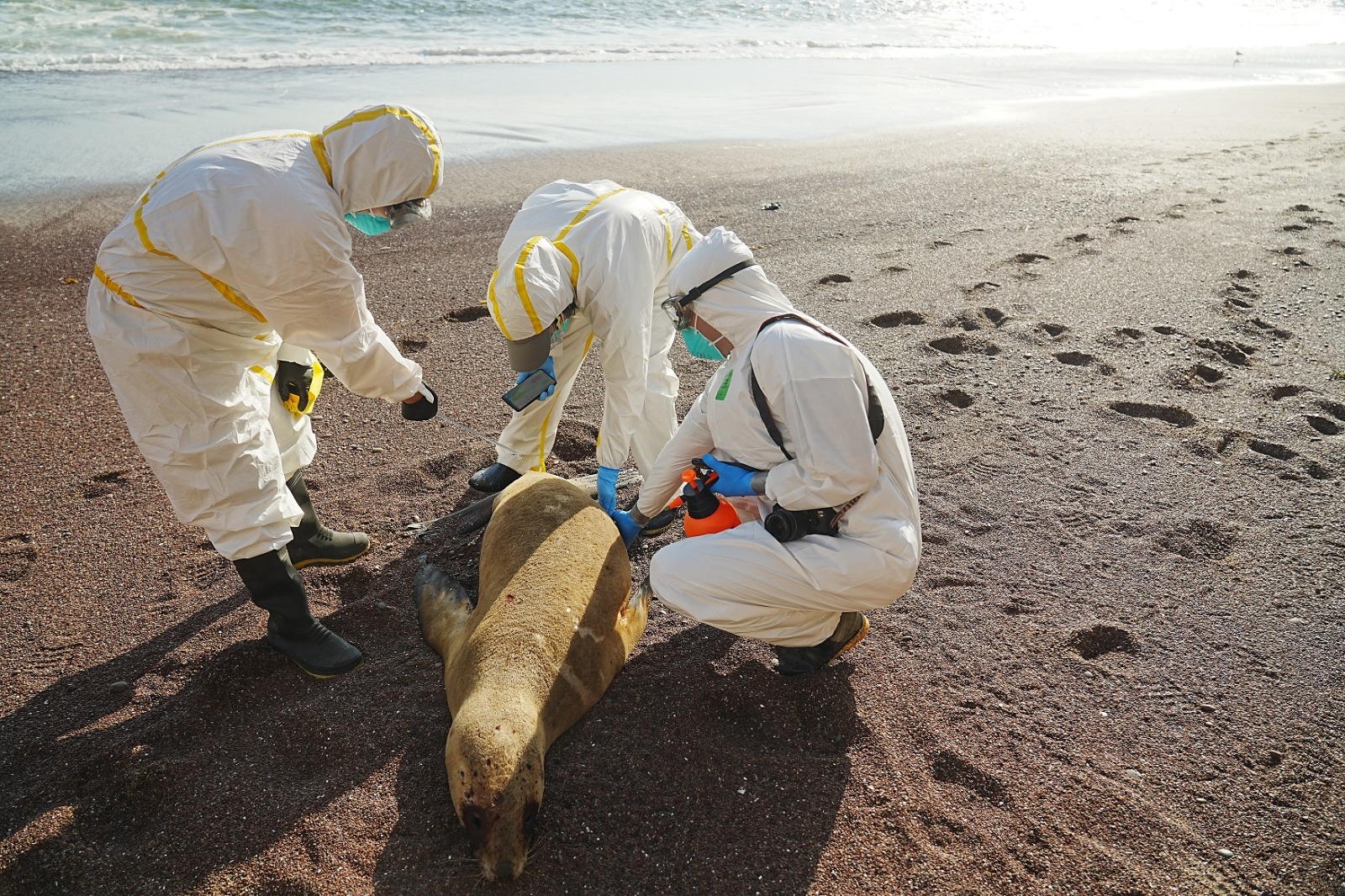 Expertos del Servicio Nacional Forestal y de Fauna Silvestre de Perú examinan un lobo marino muerto.