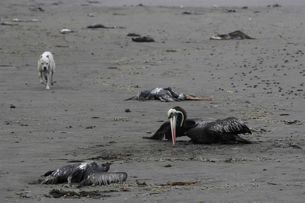 Chile notifica 1.535 lobos marinos y 730 pingüinos muertos por gripe aviar