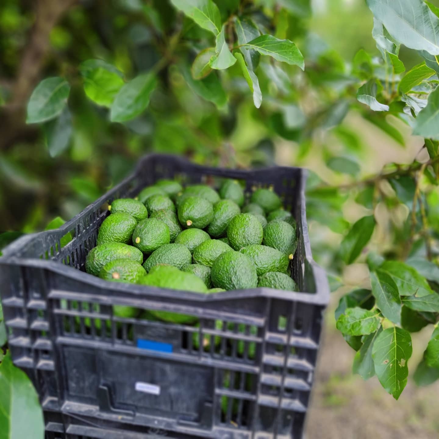 Producción. Carchi e Imbabura son las provincias que más aguacate de exportación producen, junto a Pichincha.