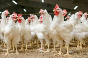Influenza aviar provoca aumento en el precio de la cubeta de huevos