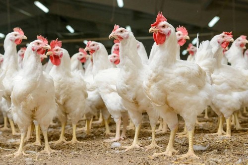 Influenza aviar provoca aumento en el precio de la cubeta de huevos