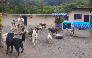 Campaña de adopción canina en San Sebastián