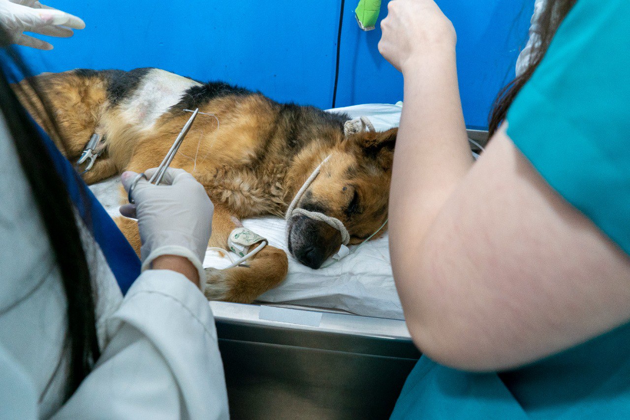 Hombre es sancionado con 50 horas de labor comunitaria por atropellar y matar a un perro, en Quito