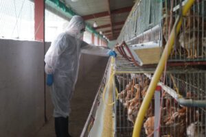 Brote de gripe aviar está controlado en Imbabura tras sacrificio de aves