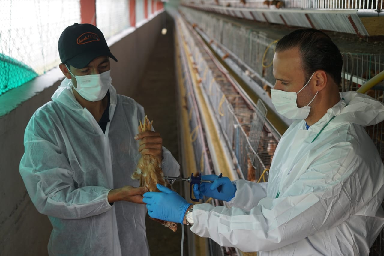 Imbabura se beneficiará de la primera fase de vacunación contra la gripe aviar