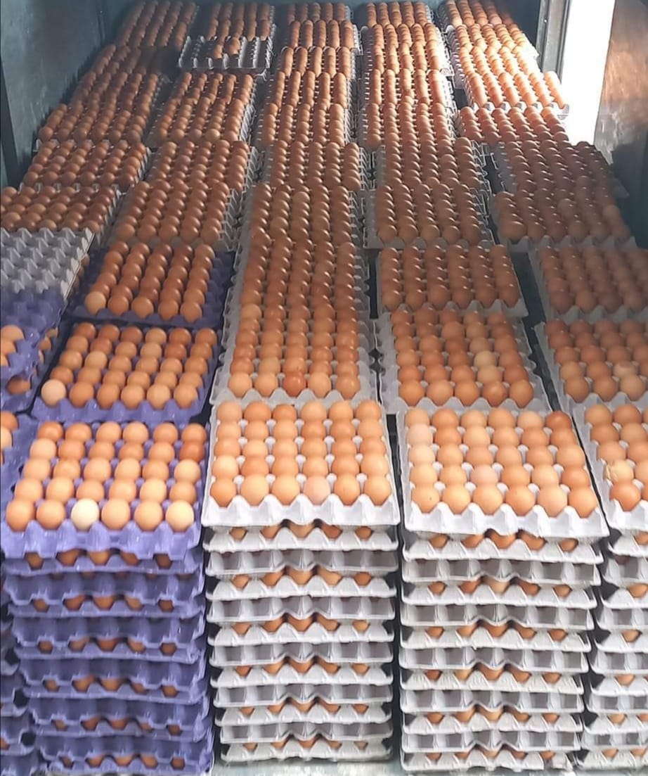 Precio de los huevos en Loja sube a causa de la gripe aviar en el país
