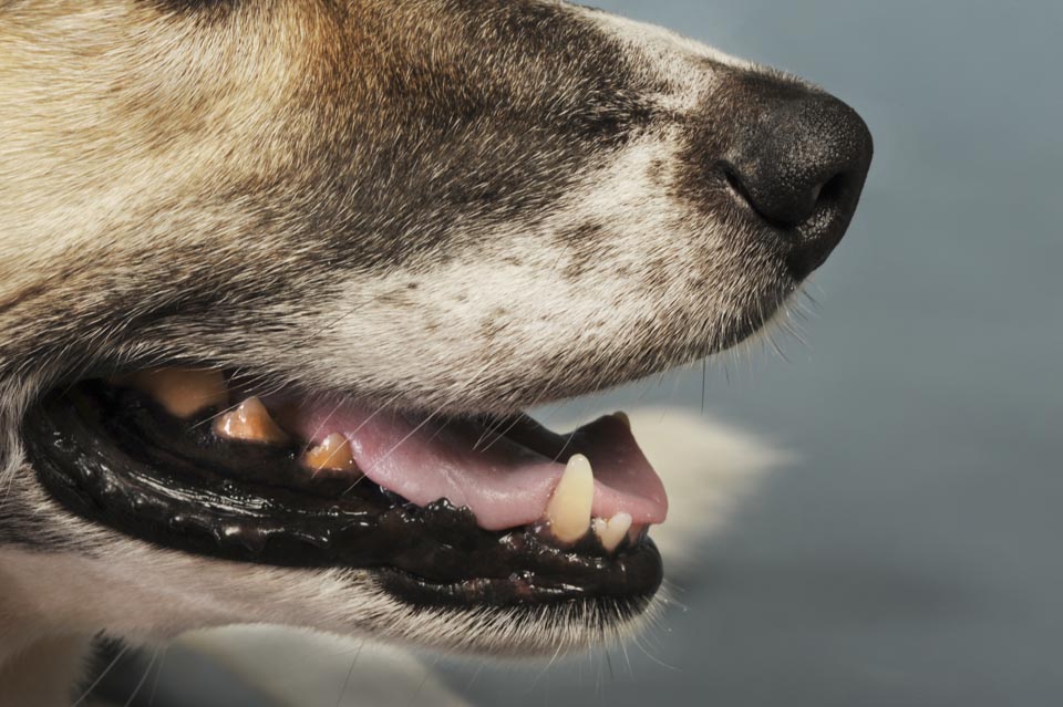 La salud bucal de las mascotas también es importante.