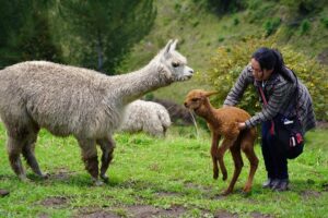Las alpacas regresan a repoblar la frontera andina de Ecuador y Colombia