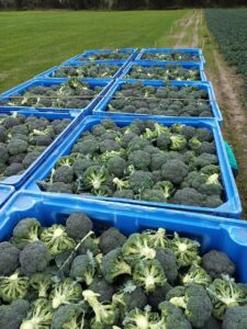 En Carchi le apuestan a la exportación de brócoli