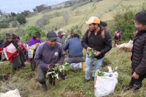 En Calhua Grande se  siembran 500 plantas