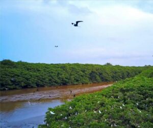 Refugio de Vida Silvestre Estuario Río Esmeraldas