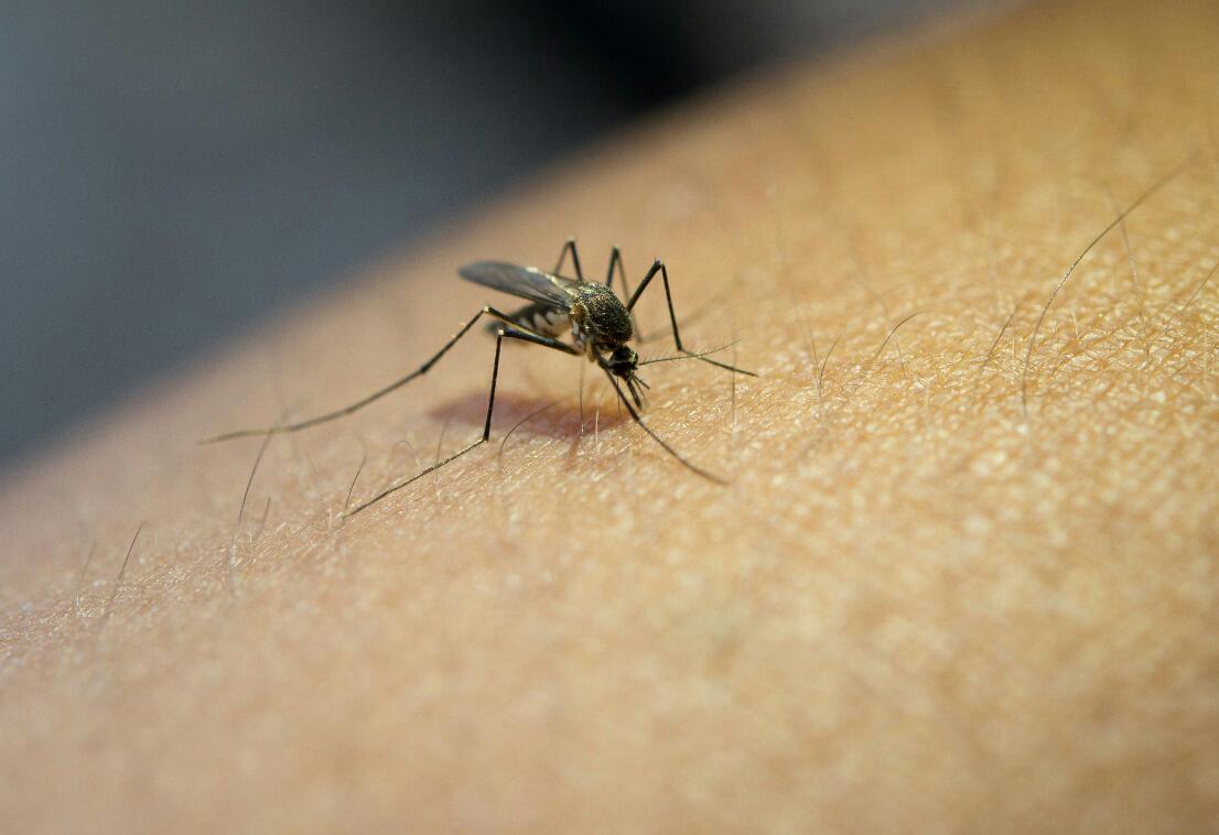 21 casos de Dengue clásico en Muisne