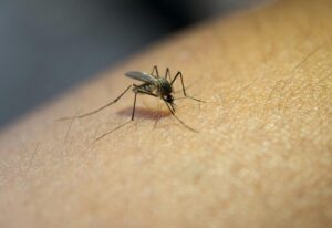 Dengue y paludismo el enemigo que combatir en cada invierno desde Quinindé