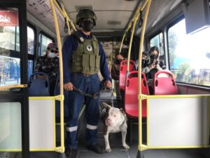 Empresa de Pasajeros de Quito adoptó a 42 perros abandonados, ahora algunos de ellos ayudan a controlar la seguridad
