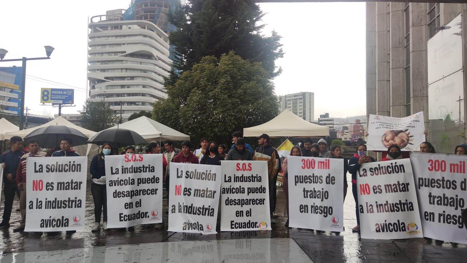 Avícolas en la quiebra por la gripe aviar